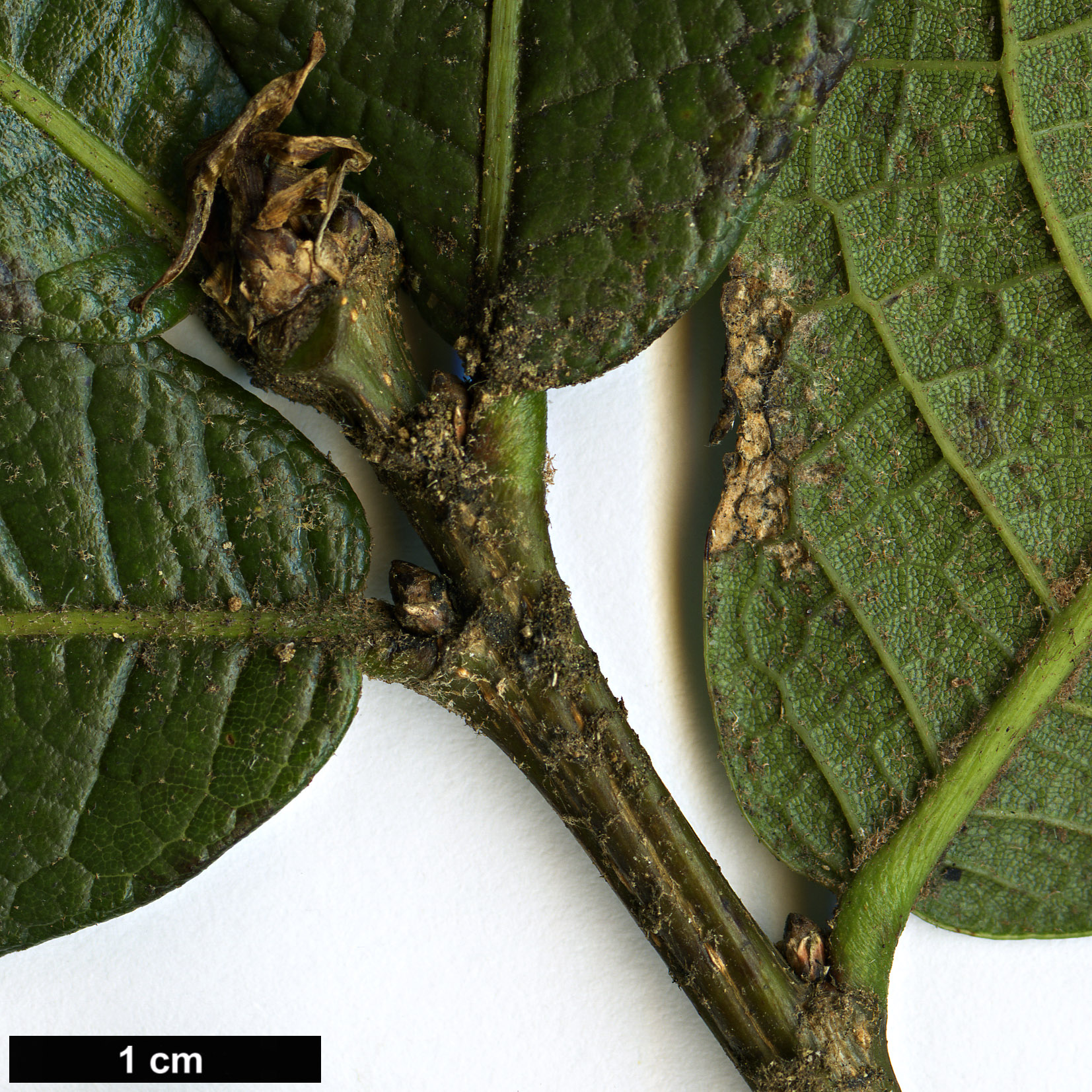 High resolution image: Family: Fagaceae - Genus: Quercus - Taxon: costaricensis